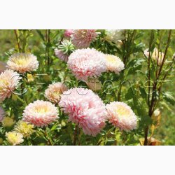 Asters, pion- aprikos Peony Chamois - Sommerasters (min. 60 fr)
