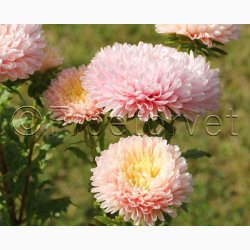 Asters, pion- aprikos Peony Chamois - Sommerasters (min. 60 fr)