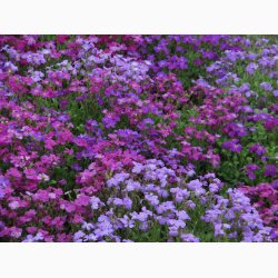 Blpude - Aubrieta Cascade miks (Min.100 fr)