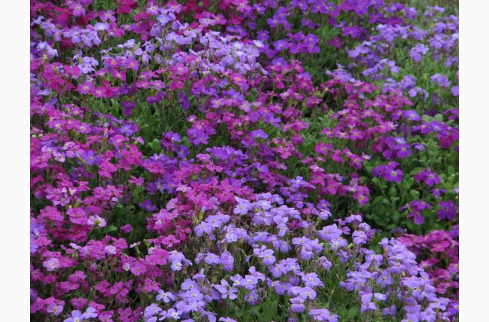 Blpude - Aubrieta Cascade miks (Min.100 fr)