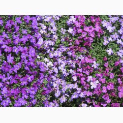 Blpude - Aubrieta Cascade miks (Min.100 fr)