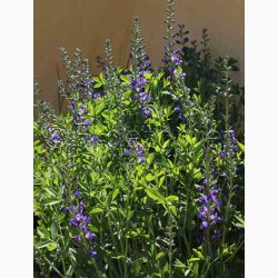 BAPTISIA australis var. minor - Farveblg (7 fr)