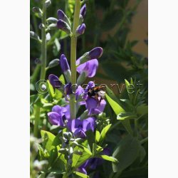 BAPTISIA australis var. minor - Farveblg (7 fr)
