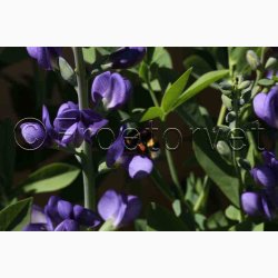 BAPTISIA australis var. minor - Farveblg (7 fr)