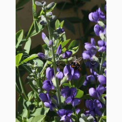 BAPTISIA australis var. minor - Farveblg (7 fr)