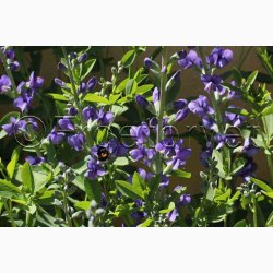 BAPTISIA australis var. minor - Farveblg (7 fr)