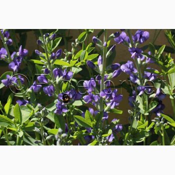 BAPTISIA australis var. minor - Farveblg (7 fr)