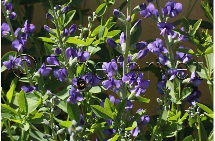 BAPTISIA australis var. minor - Farveblg (7 fr)