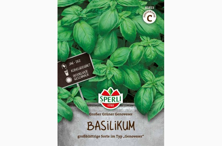 Basilikum Big Green Genoveser- Basilikum