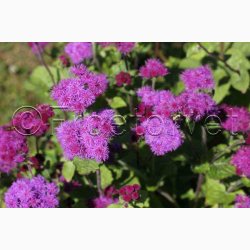 Blkvast Red Sea - Blkvast (min.150 fr)