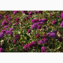 Blkvast Red Sea - Blkvast (min.150 fr)