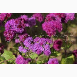 Blkvast Red Sea - Blkvast (min.150 fr)