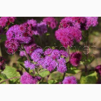 Blkvast Red Sea - Blkvast (min.150 fr)