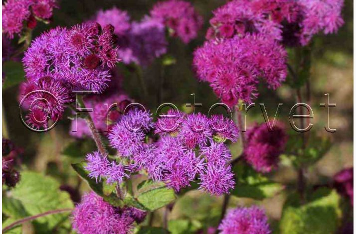 Blkvast Red Sea - Blkvast (min.150 fr)