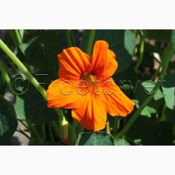 Blomsterkarse, blanding, Juvel (min. 15 fr)