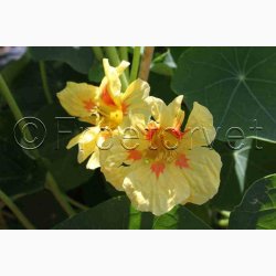 Blomsterkarse, blanding, Juvel (min. 15 fr)