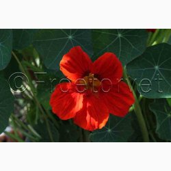 Blomsterkarse, blanding, Juvel (min. 15 fr)