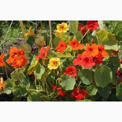 Blomsterkarse, blanding, Juvel (min. 15 fr)