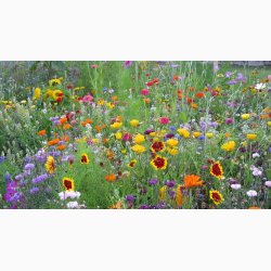 Sommerfugle miks (etrige og flerrige sorter) - Blomstring over en lang periode (min. 2 gram fr)