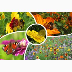 Sommerfugle miks (etrige og flerrige sorter) - Blomstring over en lang periode (min. 2 gram fr)
