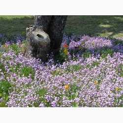 Blomstermiks til blomsterfattige omrder - til skyggefulde omrder, ved trfoden, langs muren