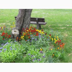 Blomstermiks til blomsterfattige omrder - til skyggefulde omrder, ved trfoden, langs muren