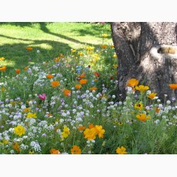 Blomstermiks til blomsterfattige omrder - til skyggefulde omrder, ved trfoden, langs muren