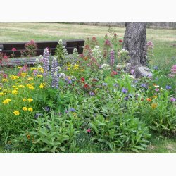 Blomstermiks til blomsterfattige omrder - til skyggefulde omrder, ved trfoden, langs muren