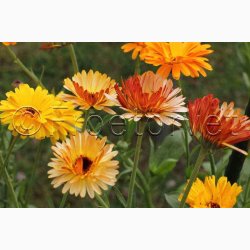 CALENDULA officinalis Touch of Red miks - Morgenfrue ( min. 100 fr + 25 overpacked)