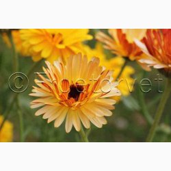 CALENDULA officinalis Touch of Red miks - Morgenfrue ( min. 100 fr + 25 overpacked)