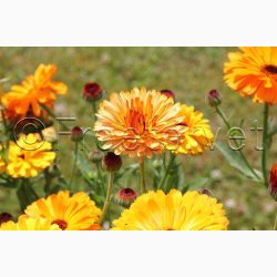 CALENDULA officinalis Touch of Red miks - Morgenfrue ( min. 100 fr + 25 overpacked)