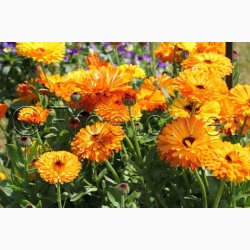CALENDULA officinalis Touch of Red miks - Morgenfrue ( min. 100 fr + 25 overpacked)