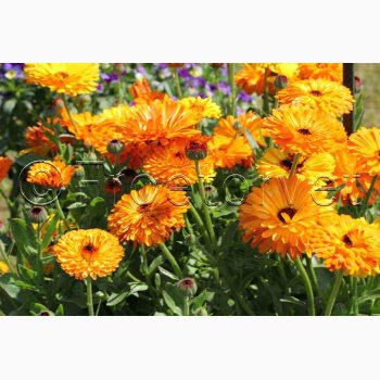 CALENDULA officinalis Touch of Red miks - Morgenfrue ( min. 100 fr + 25 overpacked)