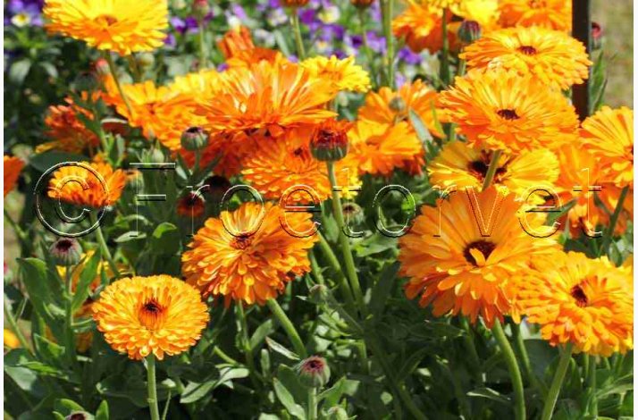 CALENDULA officinalis Touch of Red miks - Morgenfrue ( min. 100 fr + 25 overpacked)