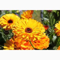 CALENDULA officinalis Touch of Red miks - Morgenfrue ( min. 100 fr + 25 overpacked)