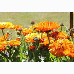 CALENDULA officinalis Touch of Red miks - Morgenfrue ( min. 100 fr + 25 overpacked)