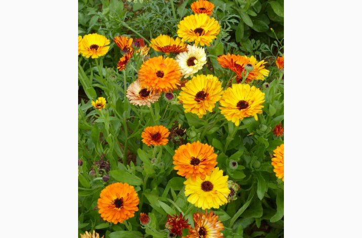 CALENDULA officinalis Touch of Red miks - Morgenfrue ( min. 100 fr + 25 overpacked)