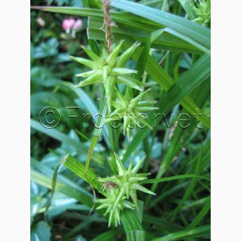 Prydgrs - Carex Grayi - Morgenstjerne (15 fr)