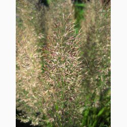 Prydgrs CALAMAGROSTIS Brachytricha - Koreansk Diamantgrs (Feather Reed Grass) (Pose 20 fr)