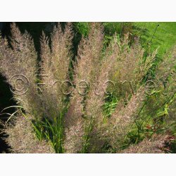 Prydgrs CALAMAGROSTIS Brachytricha - Koreansk Diamantgrs (Feather Reed Grass) (Pose 20 fr)