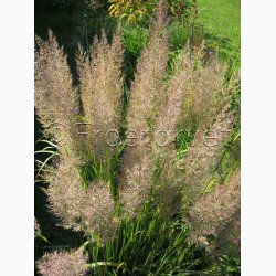 Prydgrs CALAMAGROSTIS Brachytricha - Koreansk Diamantgrs (Feather Reed Grass) (Pose 20 fr)
