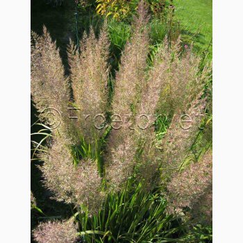 Prydgrs CALAMAGROSTIS Brachytricha - Koreansk Diamantgrs (Feather Reed Grass) (Pose 20 fr)