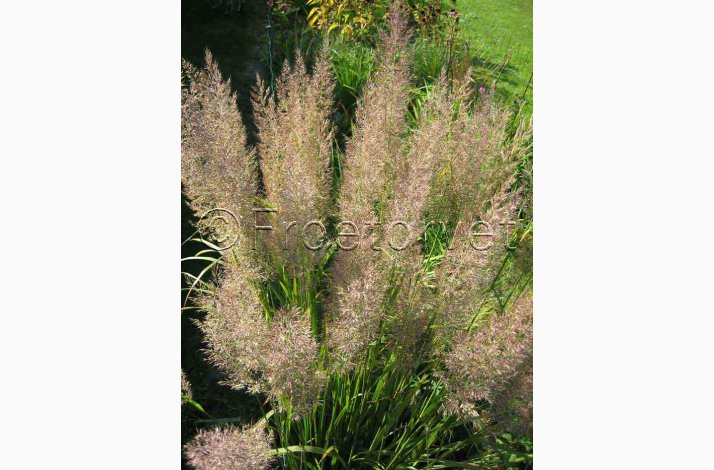 Prydgrs CALAMAGROSTIS Brachytricha - Koreansk Diamantgrs (Feather Reed Grass) (Pose 20 fr)