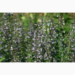 Calamintha Nepeta - Bjergmynte (ca. 200 fr)