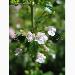 Calamintha Nepeta - Bjergmynte (ca. 200 fr)