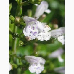 Calamintha Nepeta - Bjergmynte (ca. 200 fr)