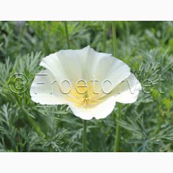 Californisk Guldvalmue Alba (Min 500 fr)