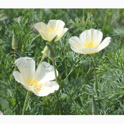 Californisk Guldvalmue Alba (Min 500 fr)