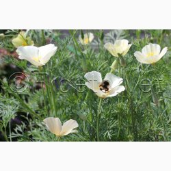 Californisk Guldvalmue Alba (Min 500 fr)