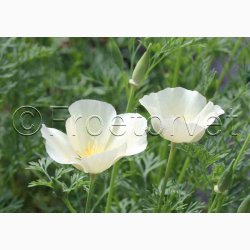 Californisk Guldvalmue Alba (Min 500 fr)